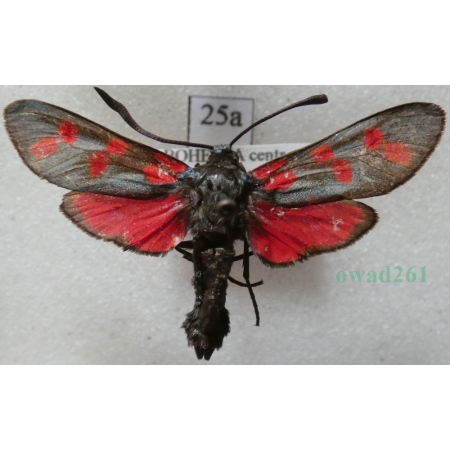 Zygaena filipendulae (Linnaeus, 1758) Kraśnik sześcioplamek Czech25a